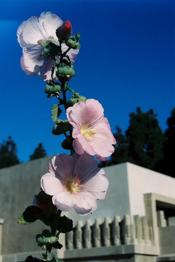 Frank Lloyd Wright   Hollyhock House   Los Angeles 06 FILM